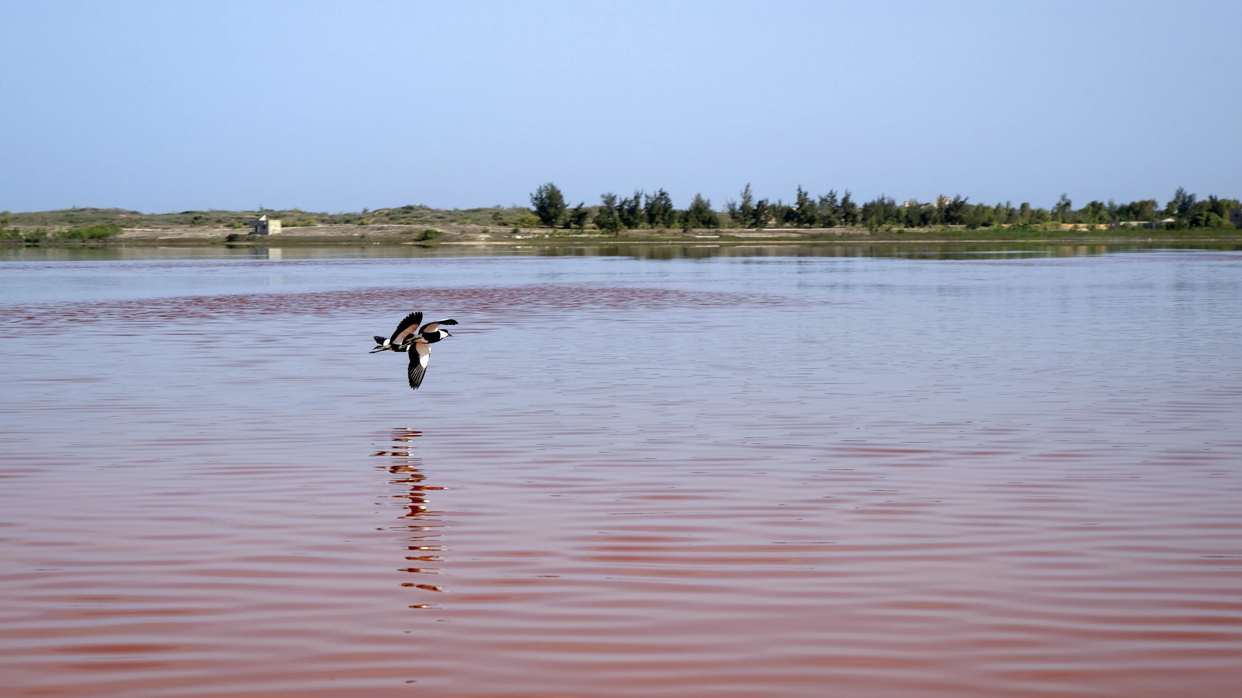 Lapwing över Lake Rose, Senegal
