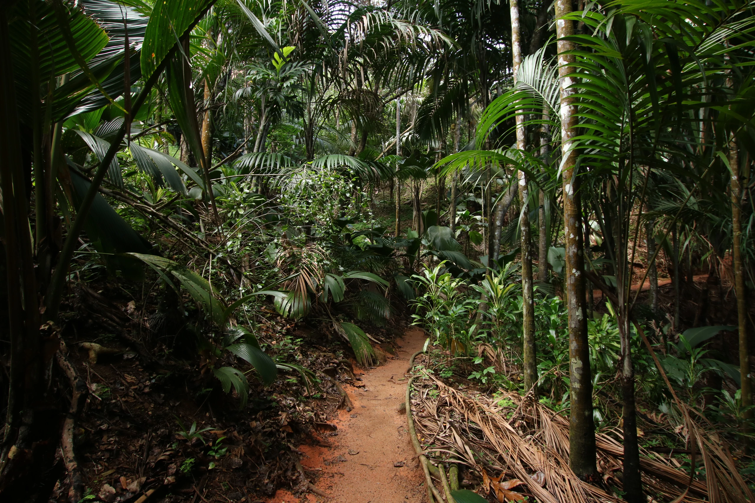 Vandringsled i Vallée de Mai, Praslin, Seychellerna