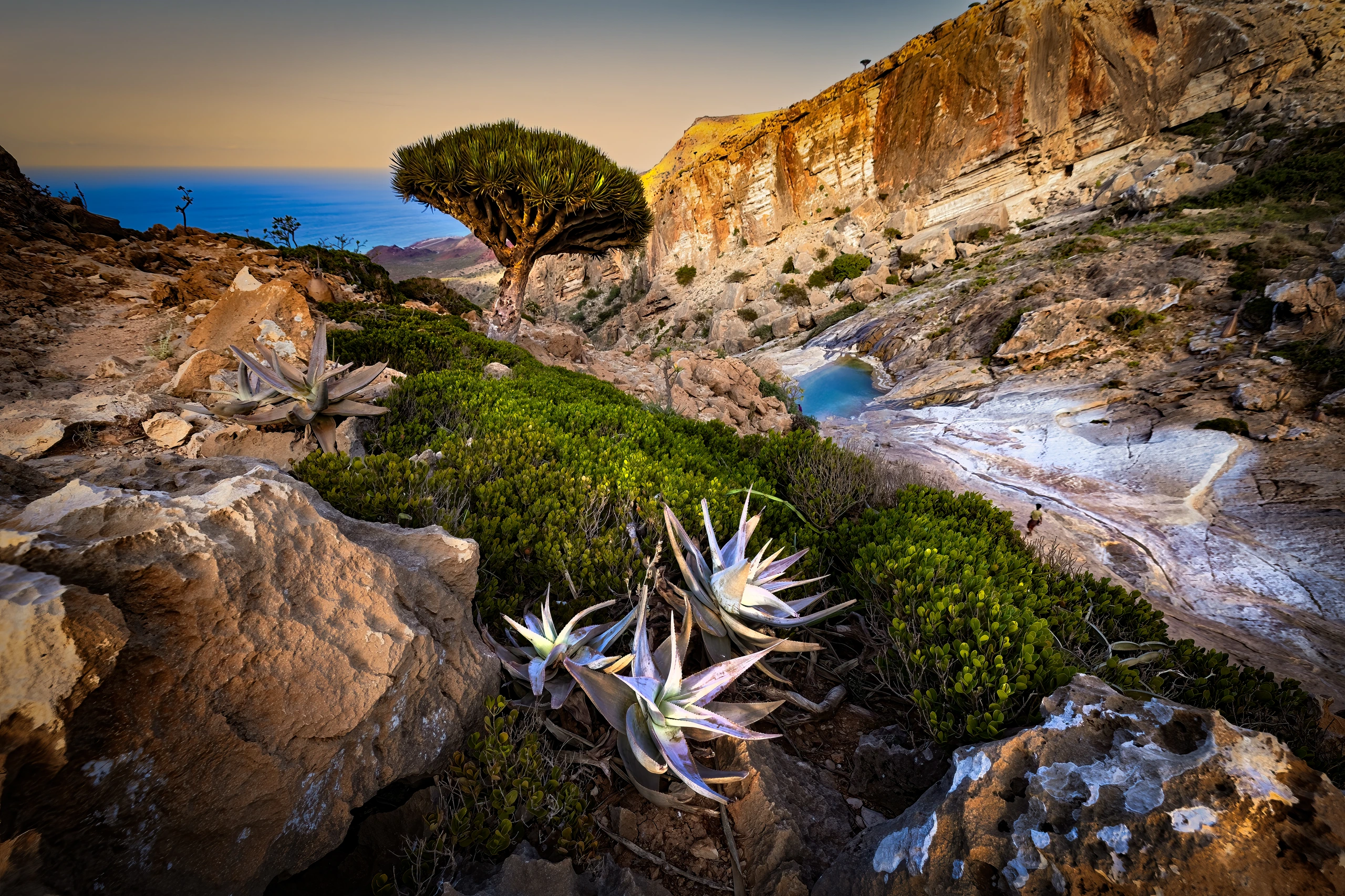 Socotra, unik ö med sällsynta växter