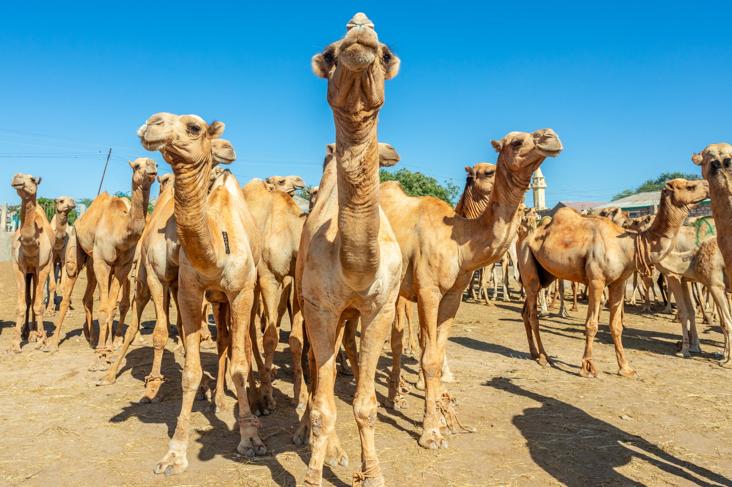 Kameler till salu på Hargeisa marknad, Somalia