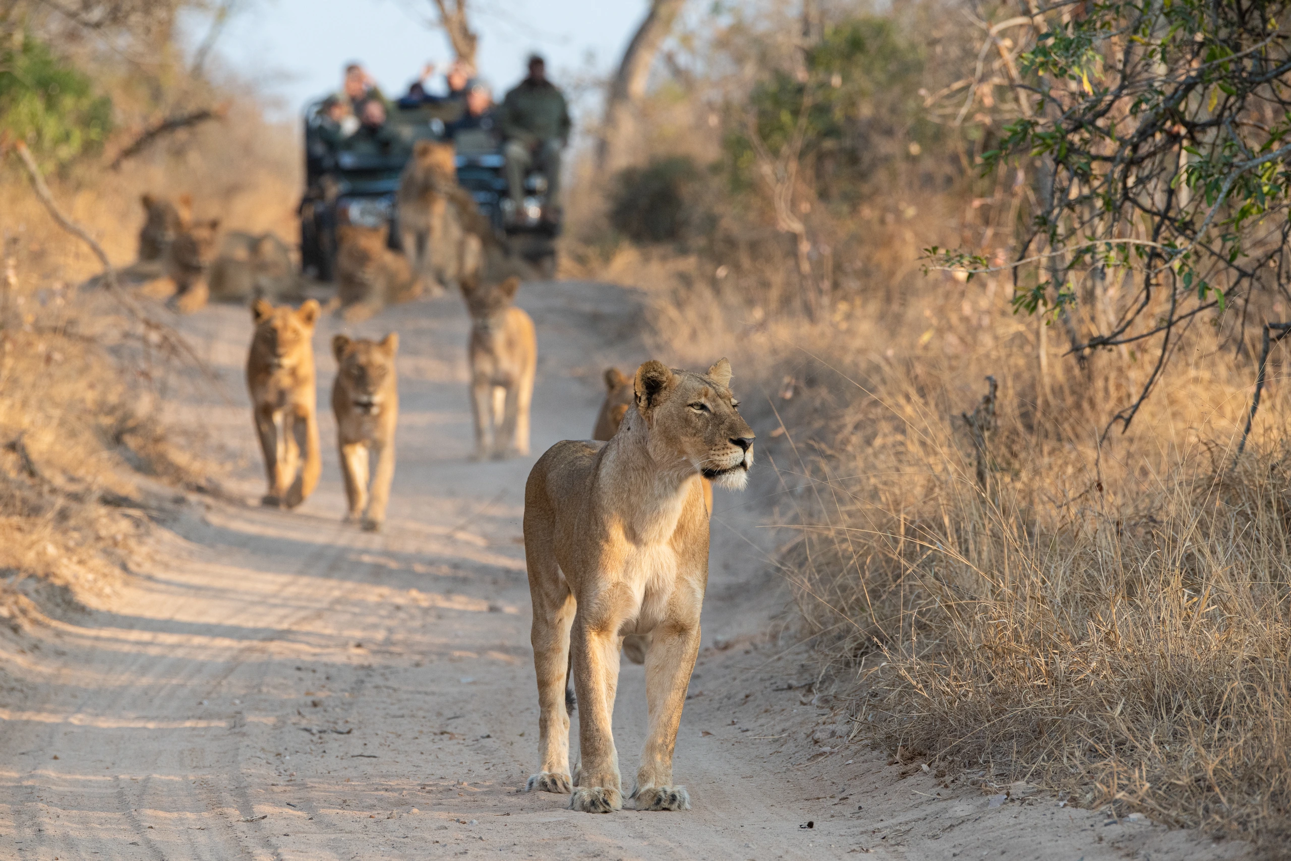 Lejon på safari i Sydafrika