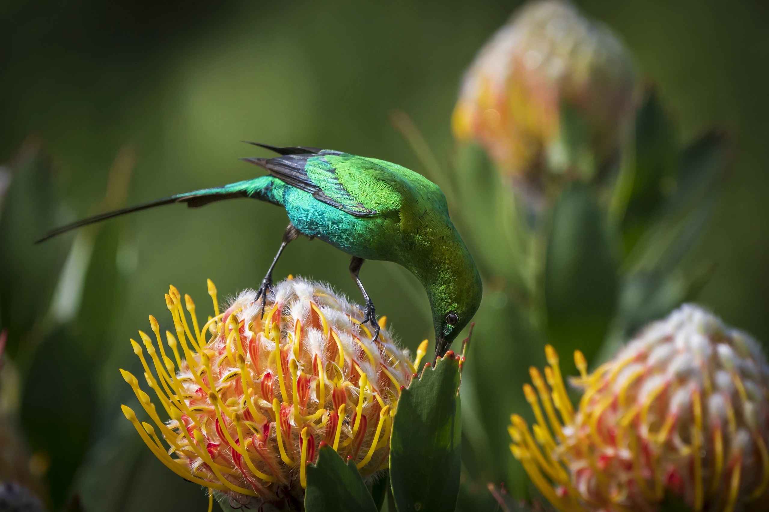 Malachite sunbird på pincushion protea, Kirstenbosch, Sydafrika