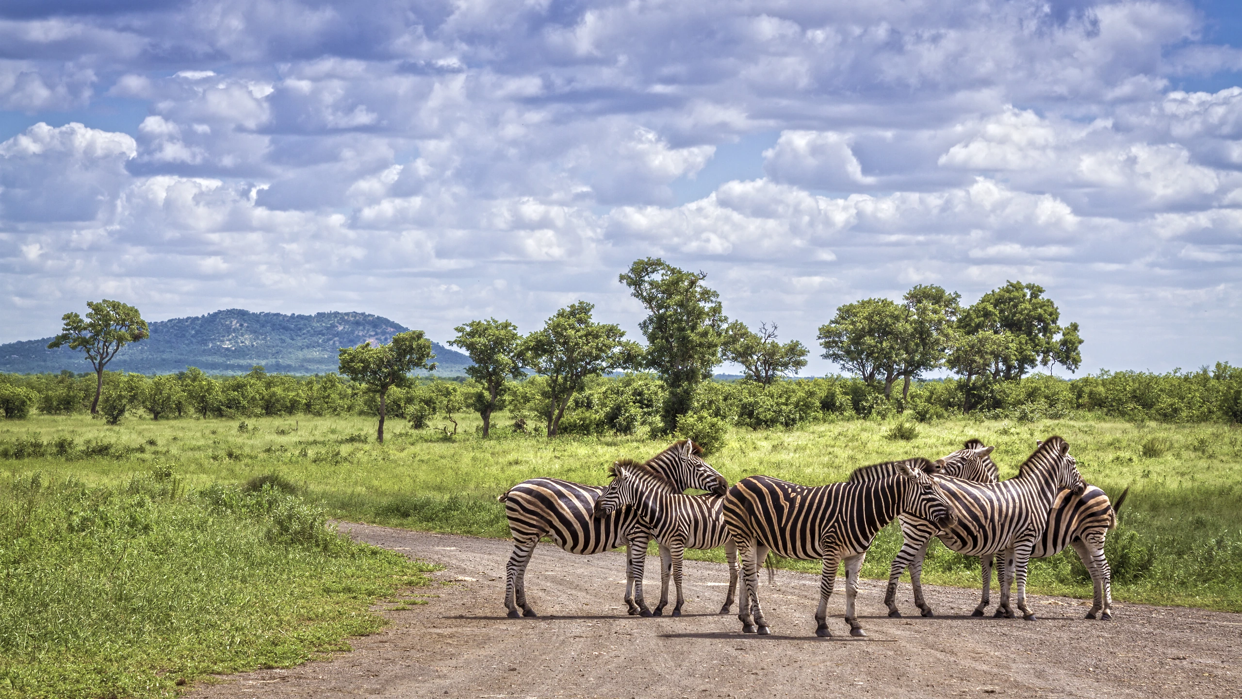 Slätterna zebra i Kruger National Park, Sydafrika