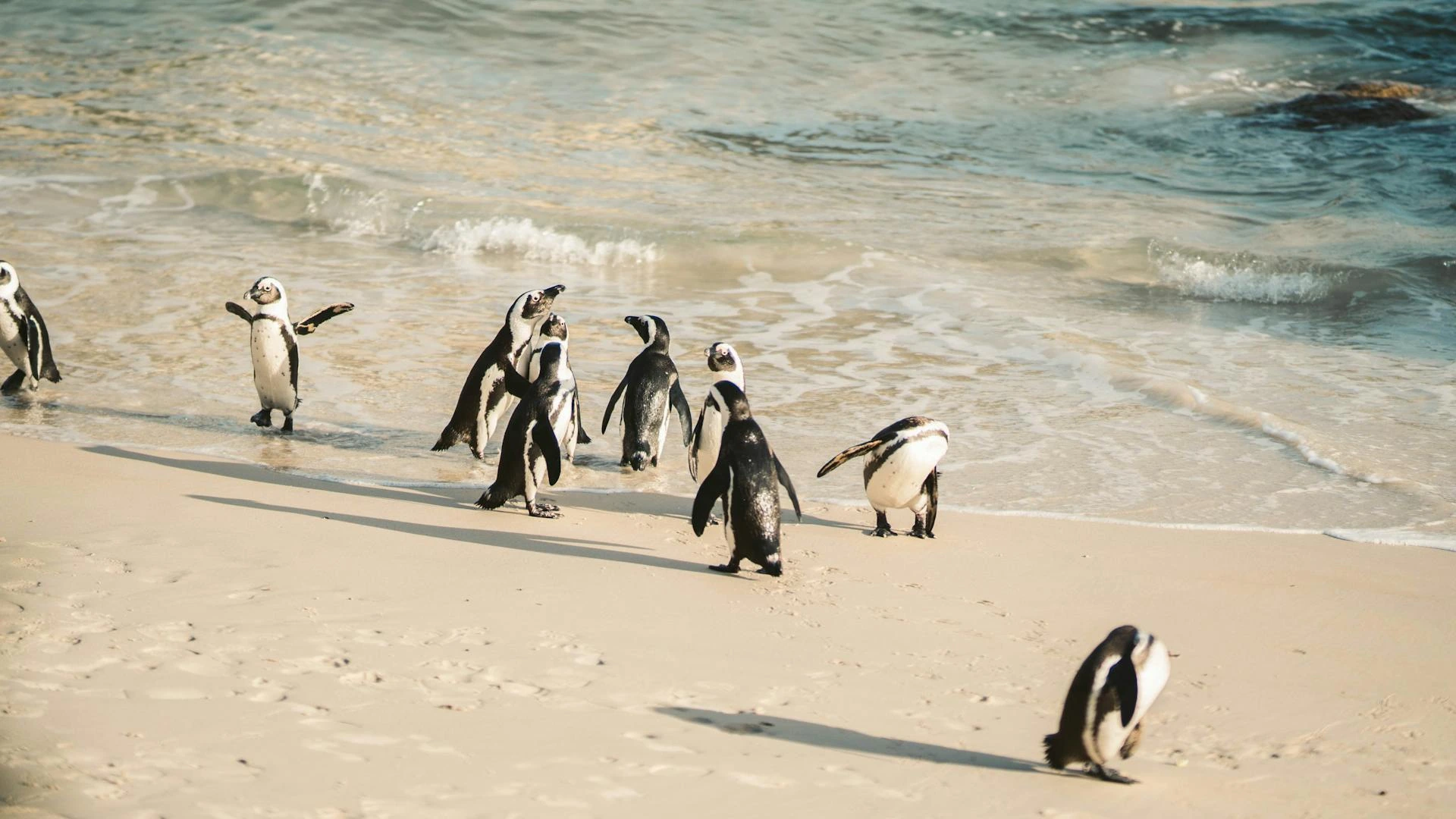 Afrikanska pingviner på stranden, Sydafrika