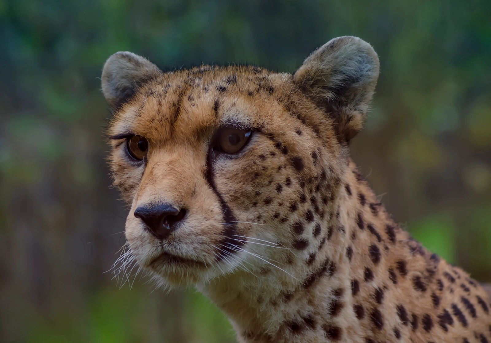 Leopardhona i Radom National Park, Sydsudan