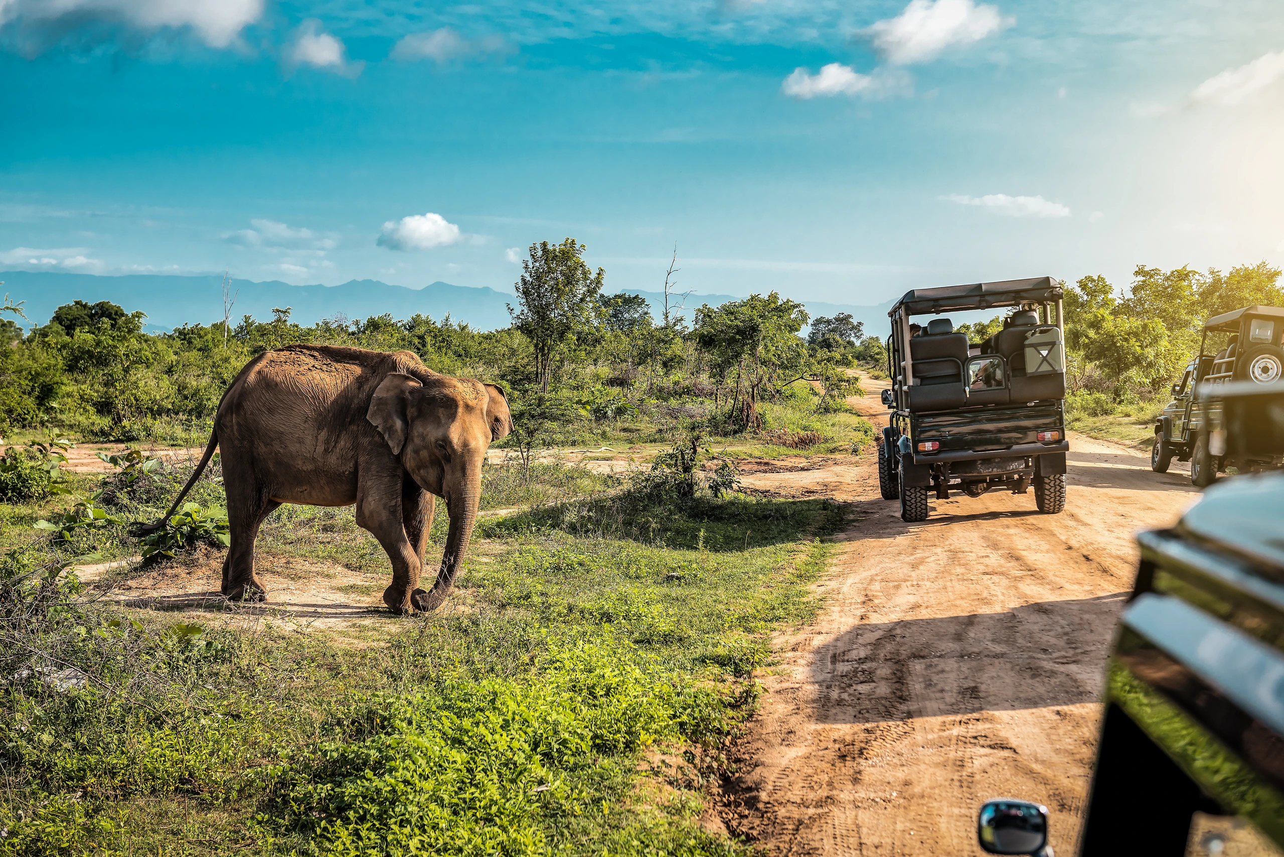 Söt elefant på safari i Udawalawe, Sri Lanka