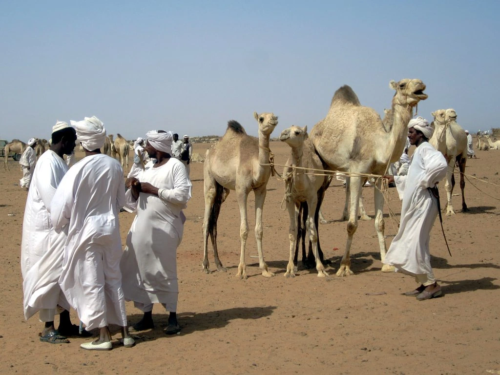 Kamelmarknad i Sudan