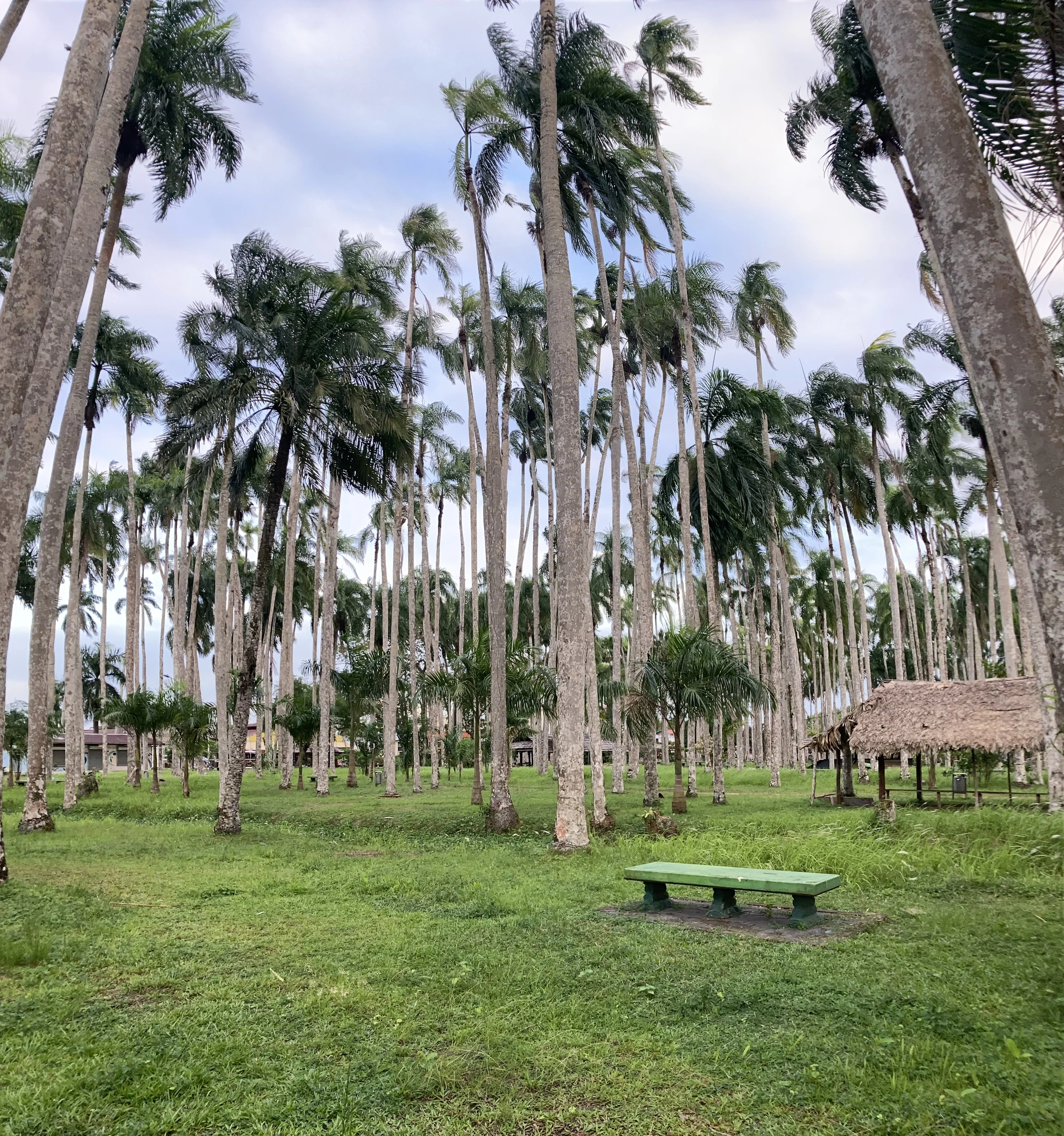 Garden of Palms, Surinam