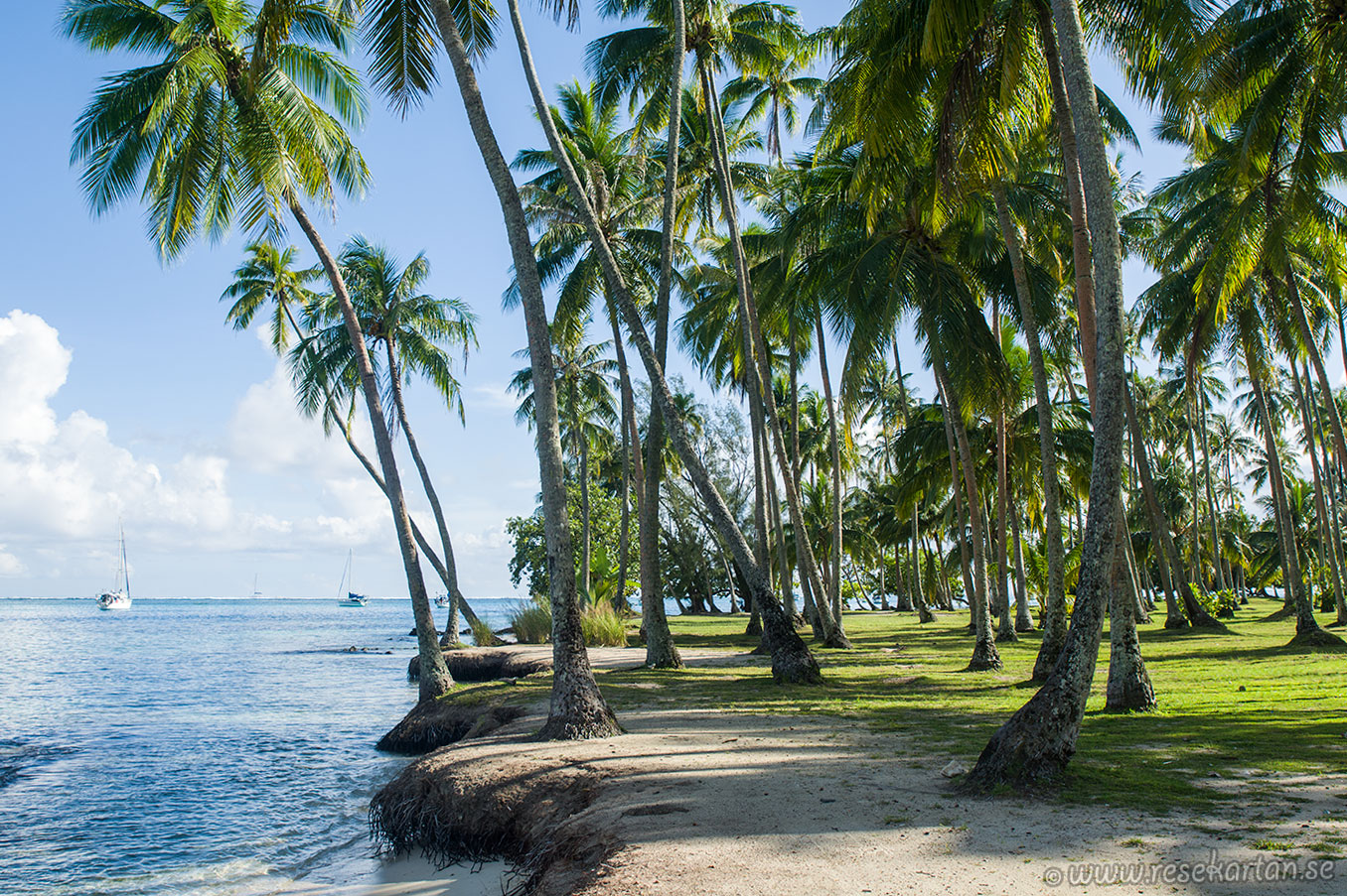 taahiamanu beach moorea