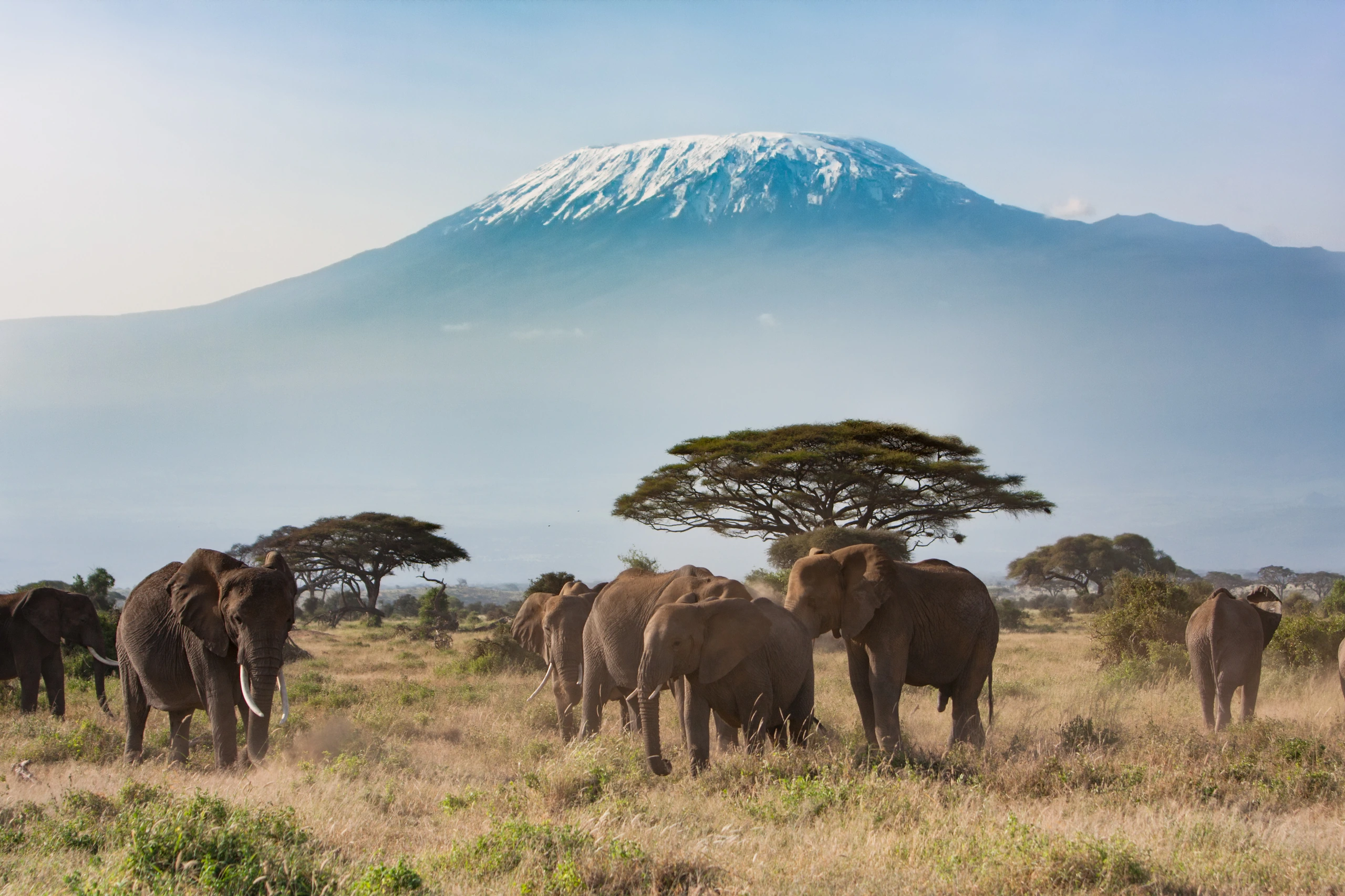 Mt Kilimanjaro från Amboseli National Park, Tanzania