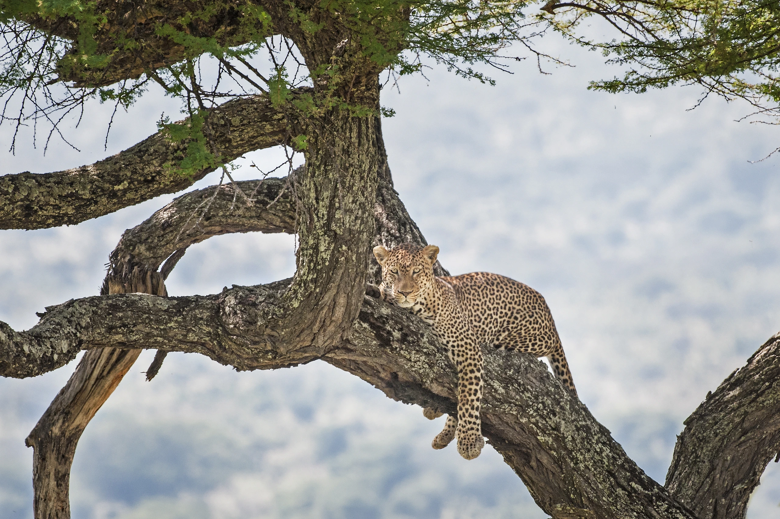 Leopard i träd i Tanzania