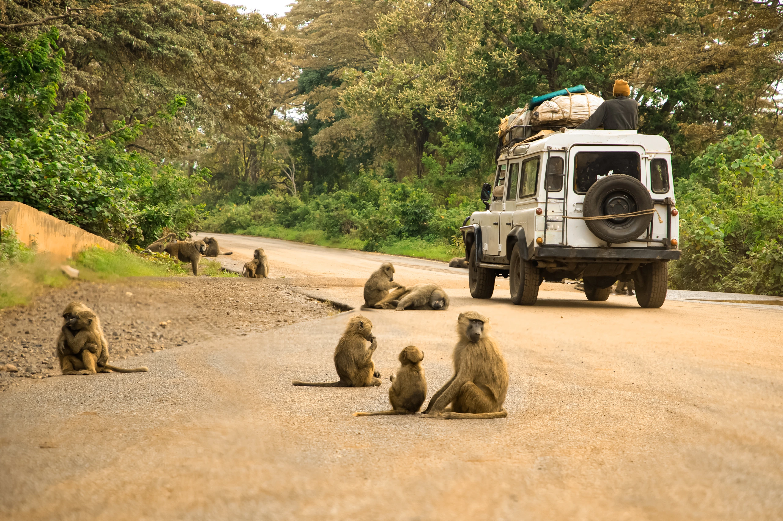 Olive baboon i Tanzania