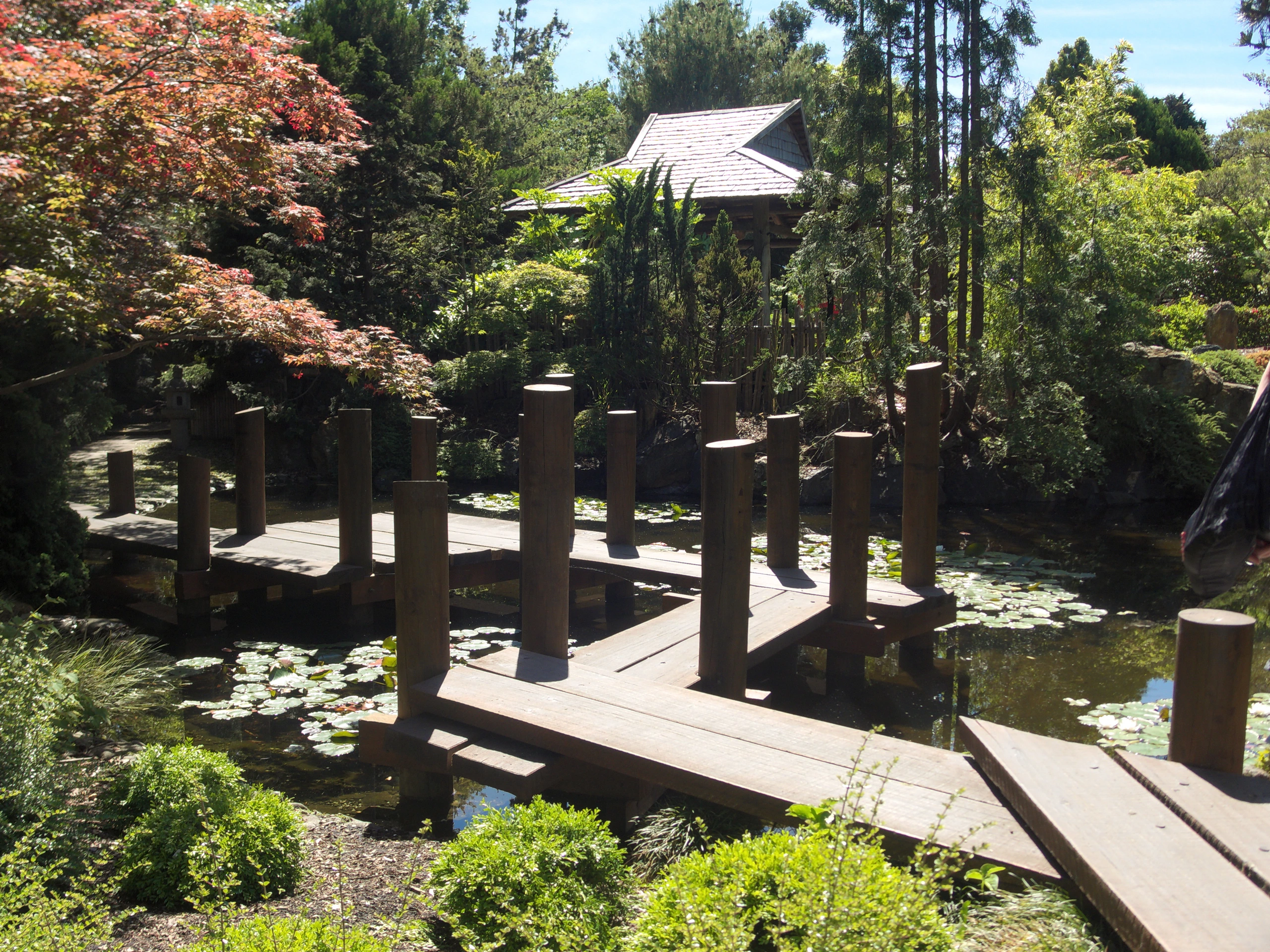 Japansk trädgård i Hobart Botaniska trädgårdar, Tasmanien