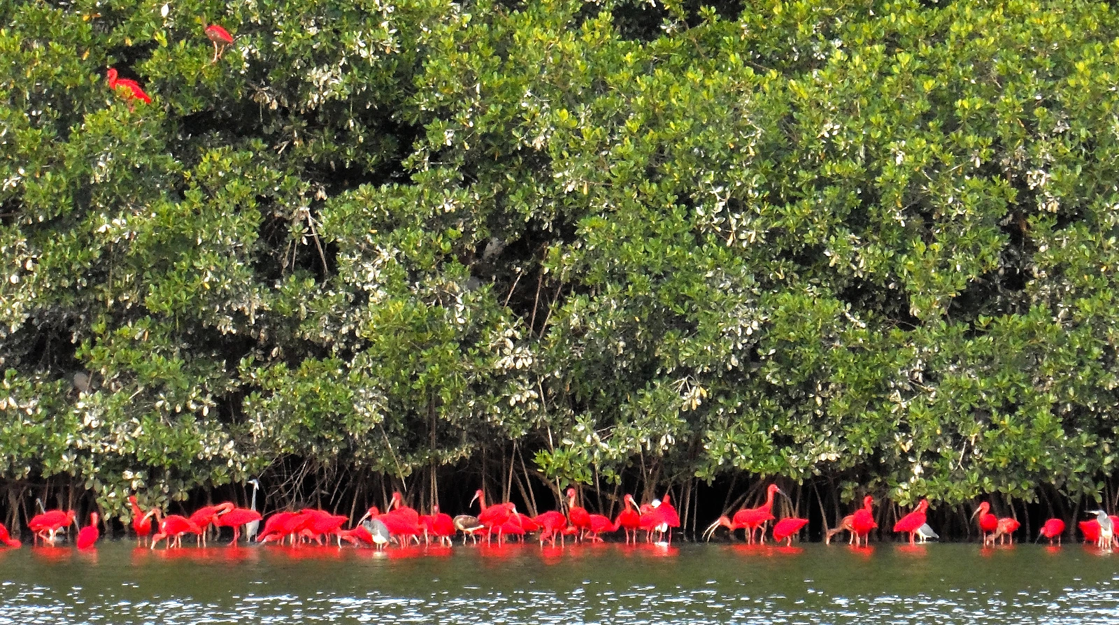 Caroni Bird Sanctuary, Trinidad, Trinidad och Tobago