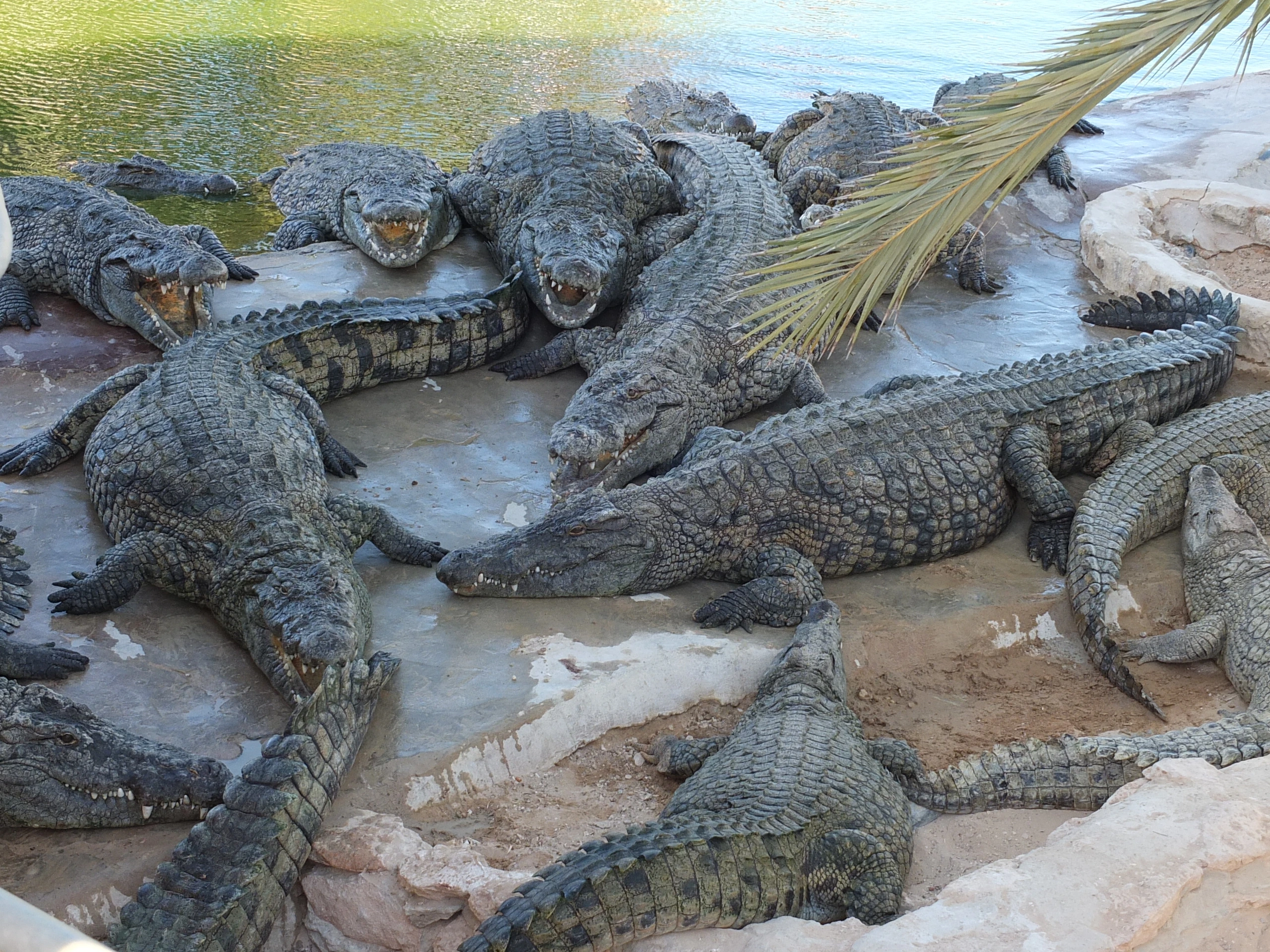 Nilekrokodiler på Djerba, Tunisien