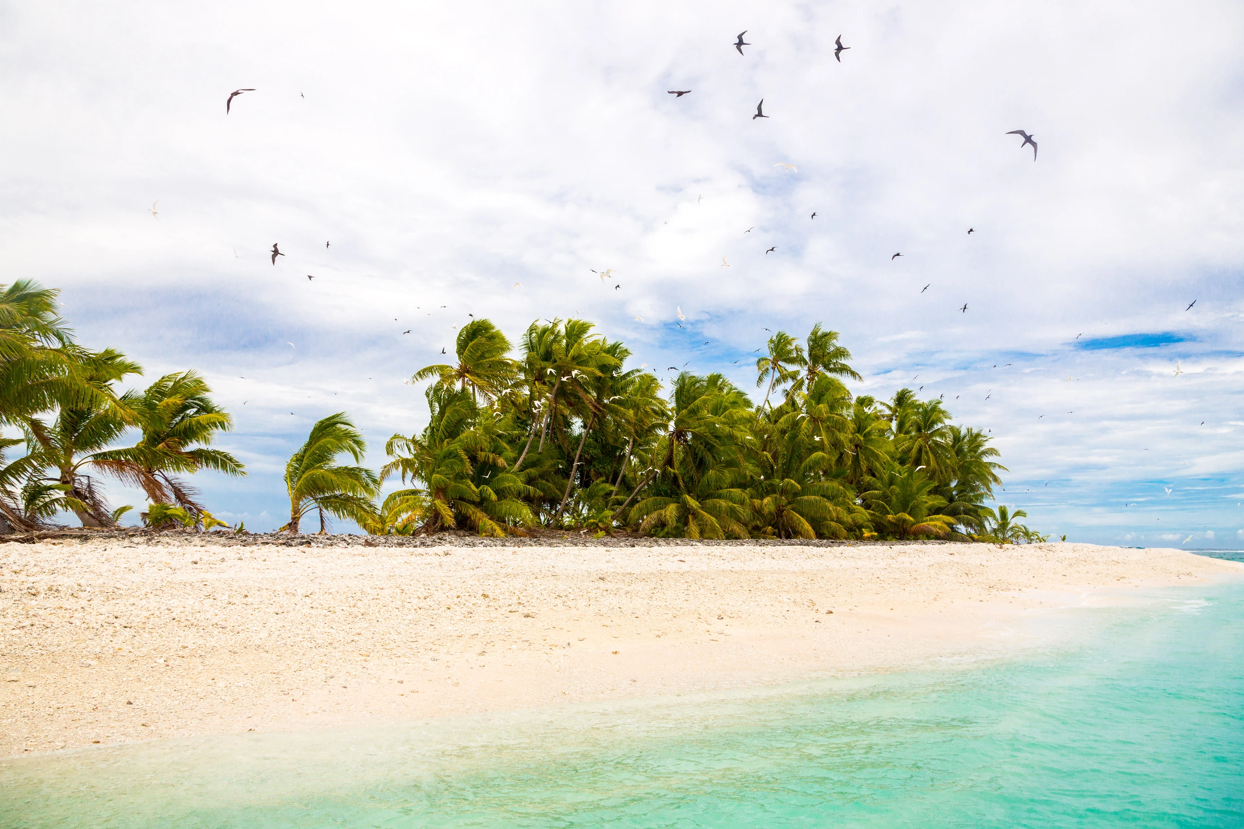Motu med palmer på Funafuti atoll, Tuvalu