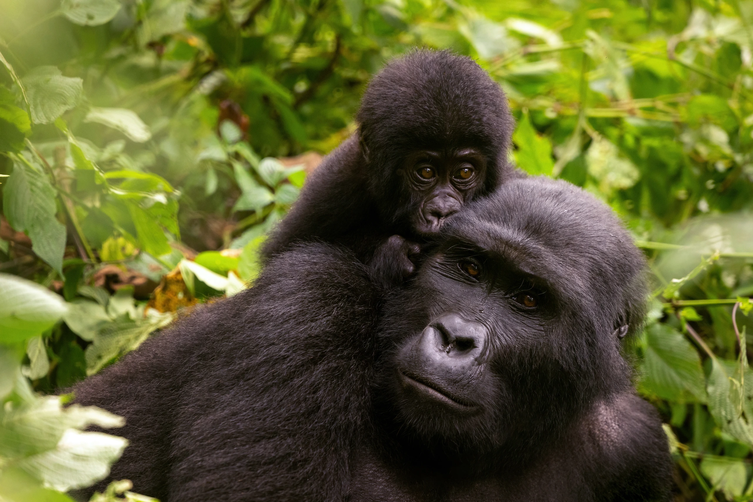 Gorilla med unge i Bwindi Impenetrable Forest, Uganda