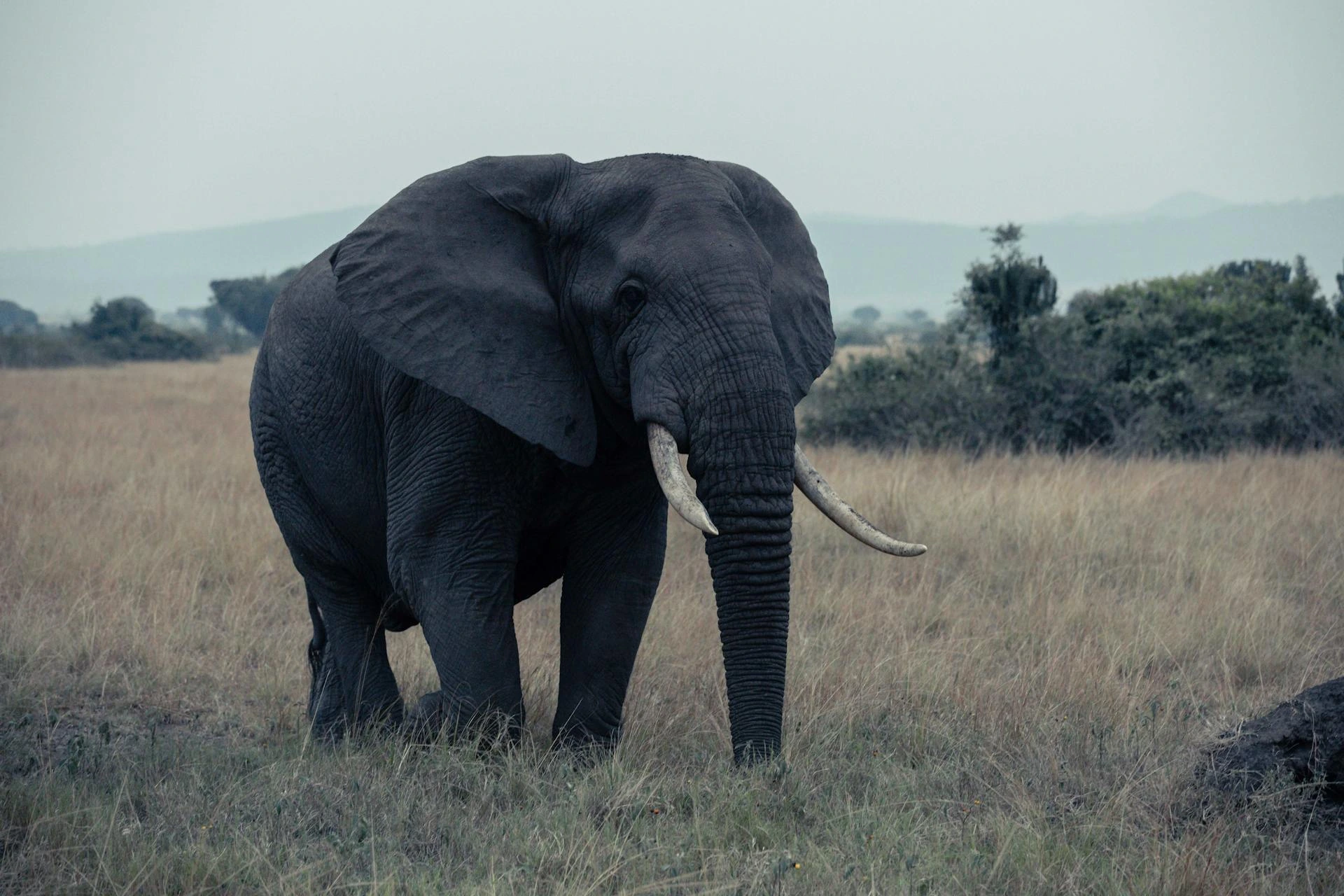 Ingen beskrivning, Uganda