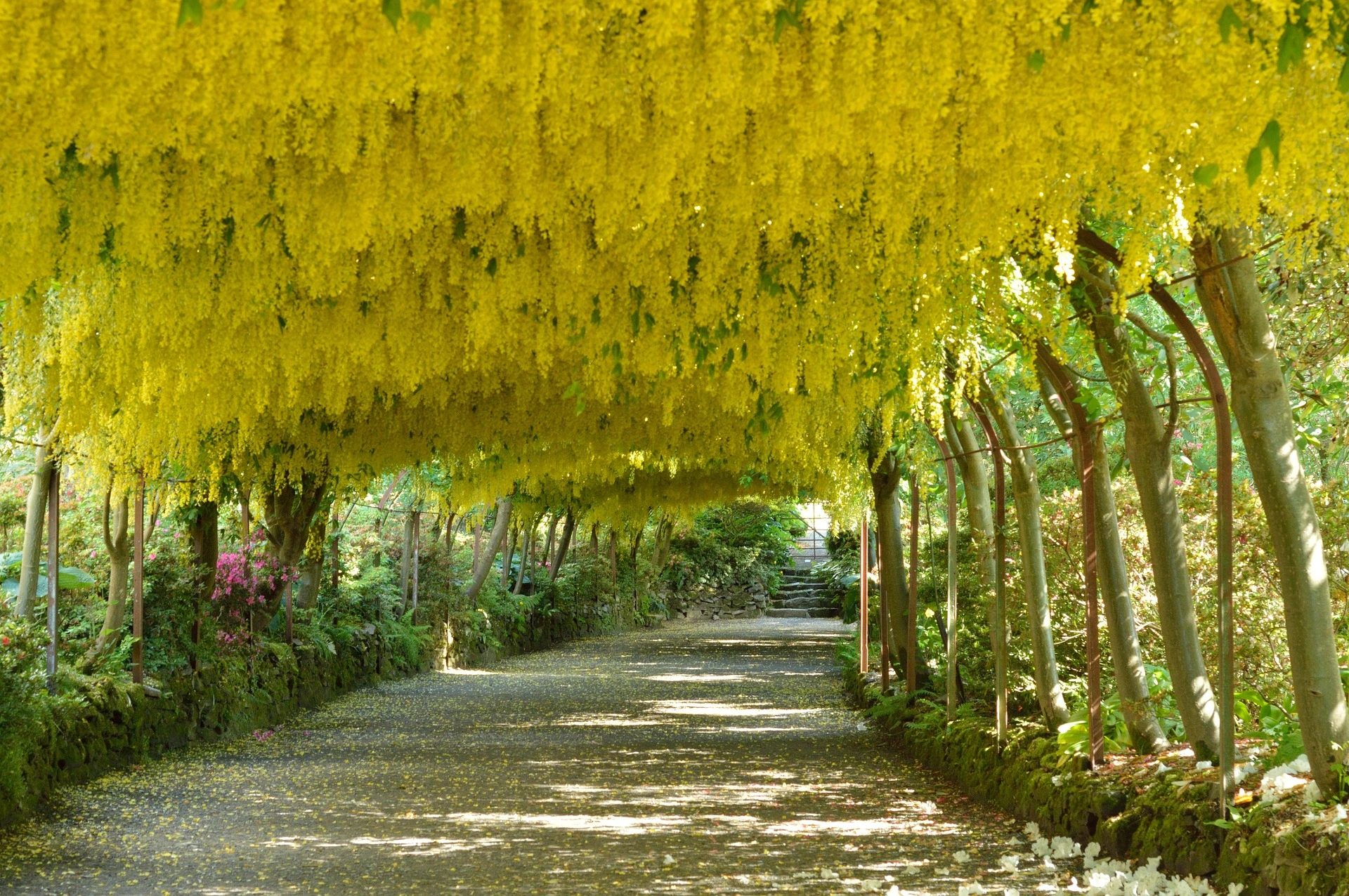 Laburnum Arch i Storbritannien
