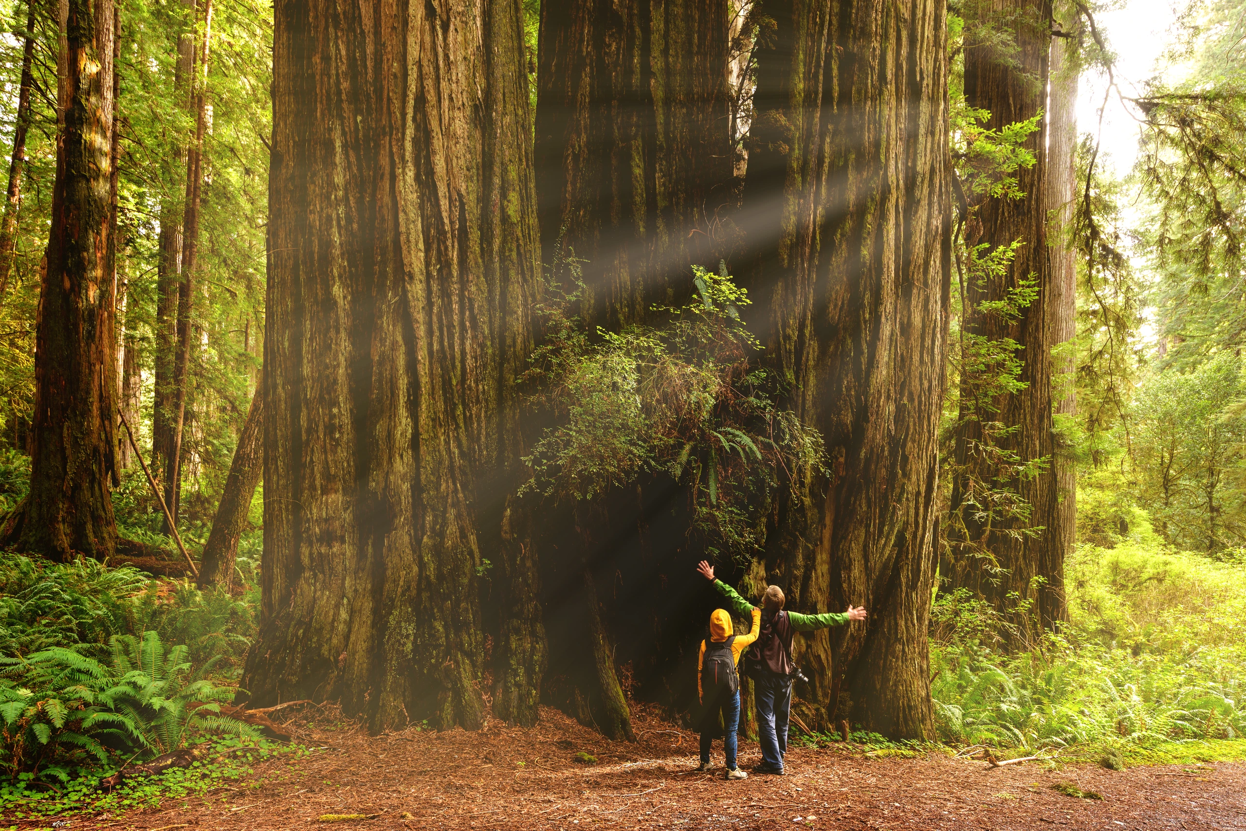 Vandrare vid Redwoodträd, Kalifornien, USA