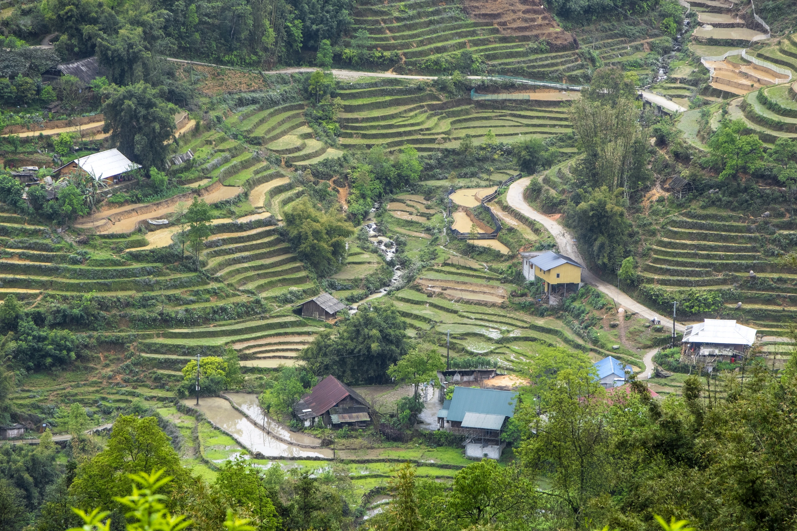Risfält i Muong Hoa-dalen, Sa Pa, Vietnam