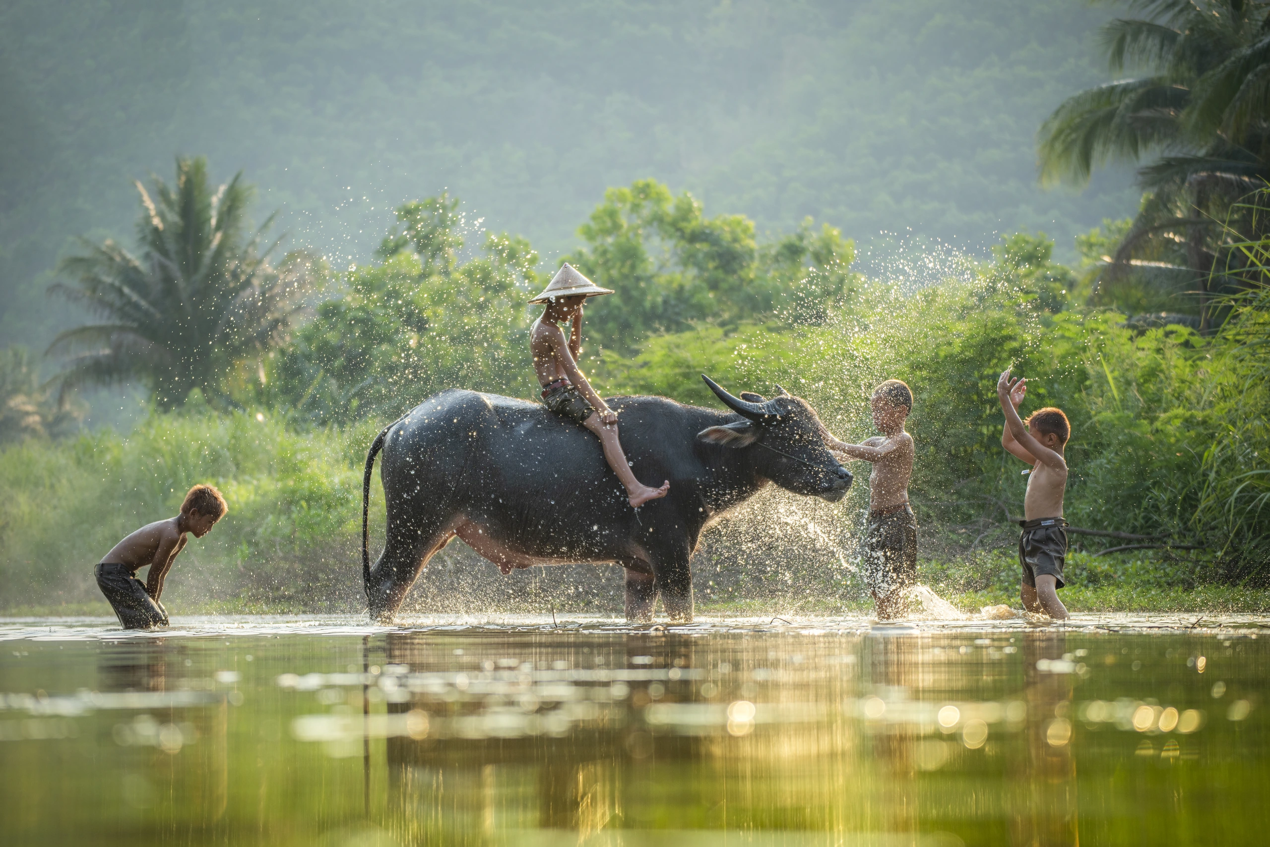 Barn som leker med buffel i Vietnam