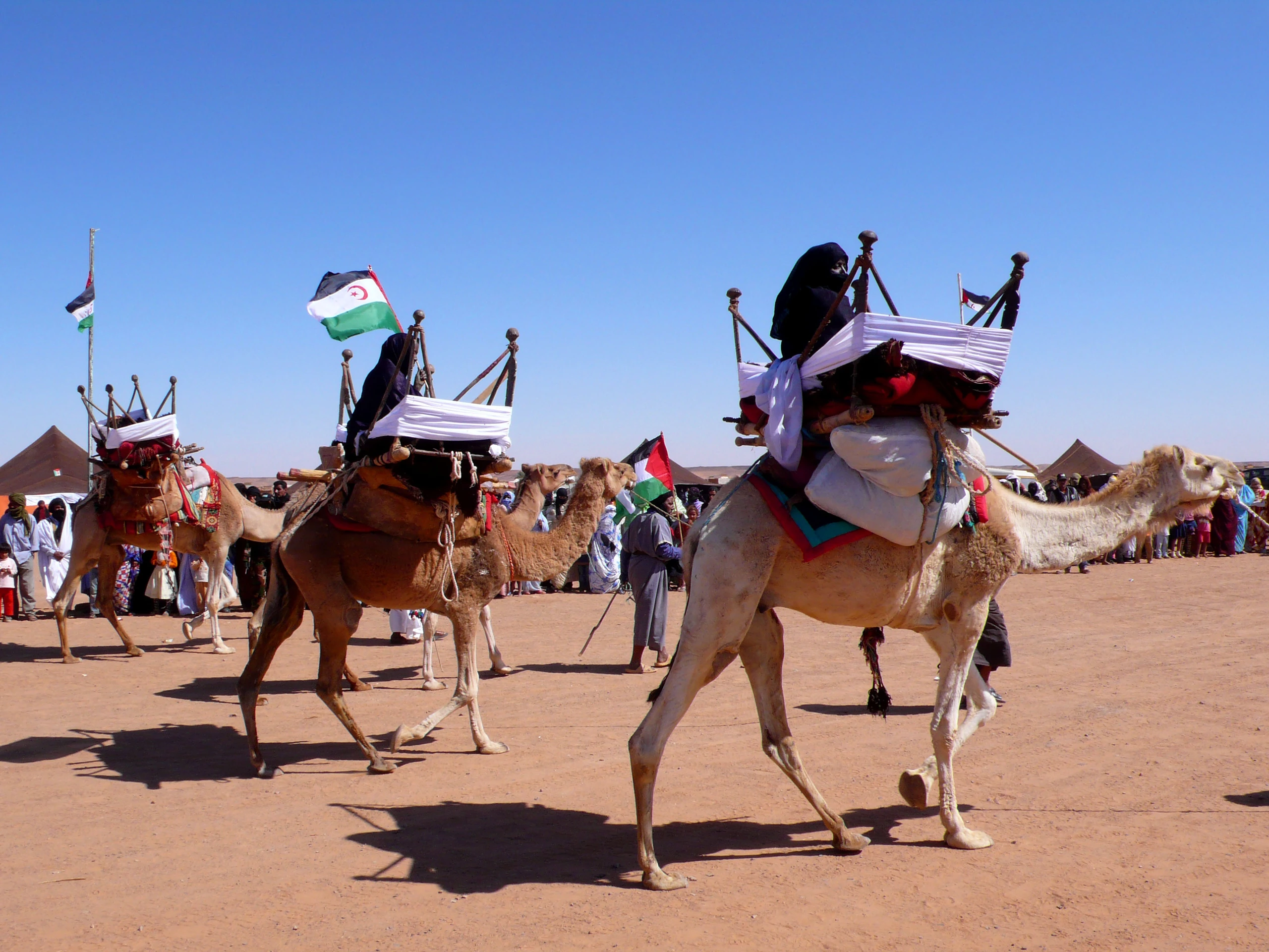 Kameltävling i Dajla, Västsahara