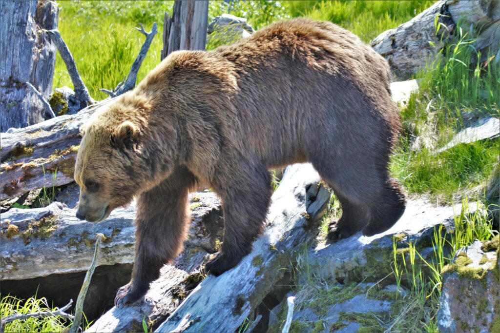 wikimedia Alaska Wildlife Conservation Center ENBLA24