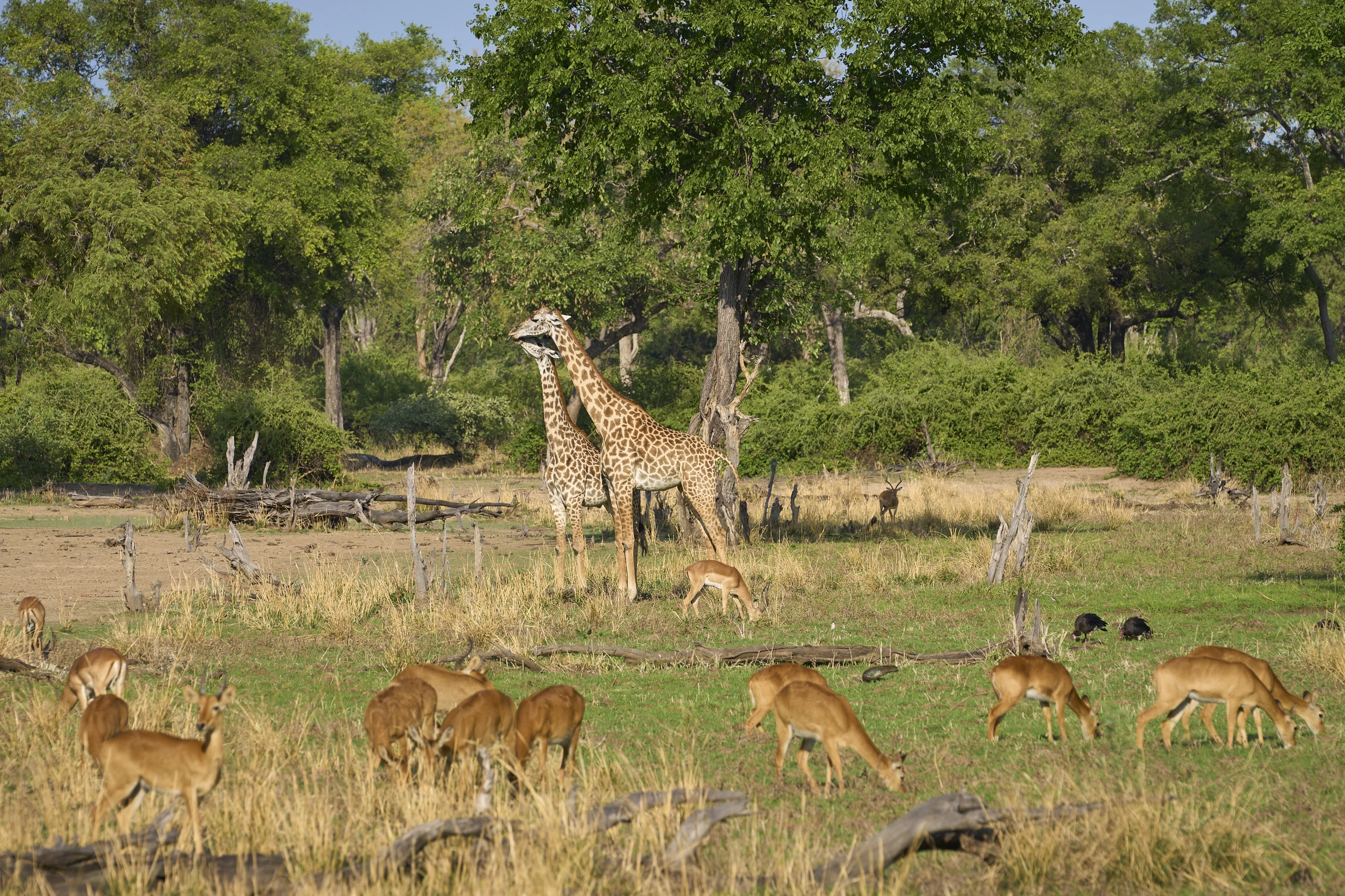 Vilda djur i Luangwa-dalen, Zambia