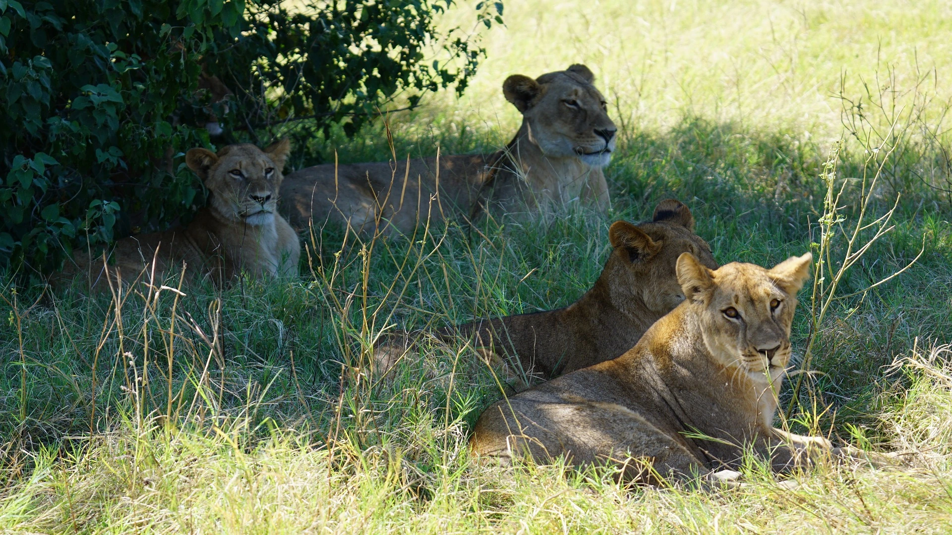 Lejon i Zimbabwe
