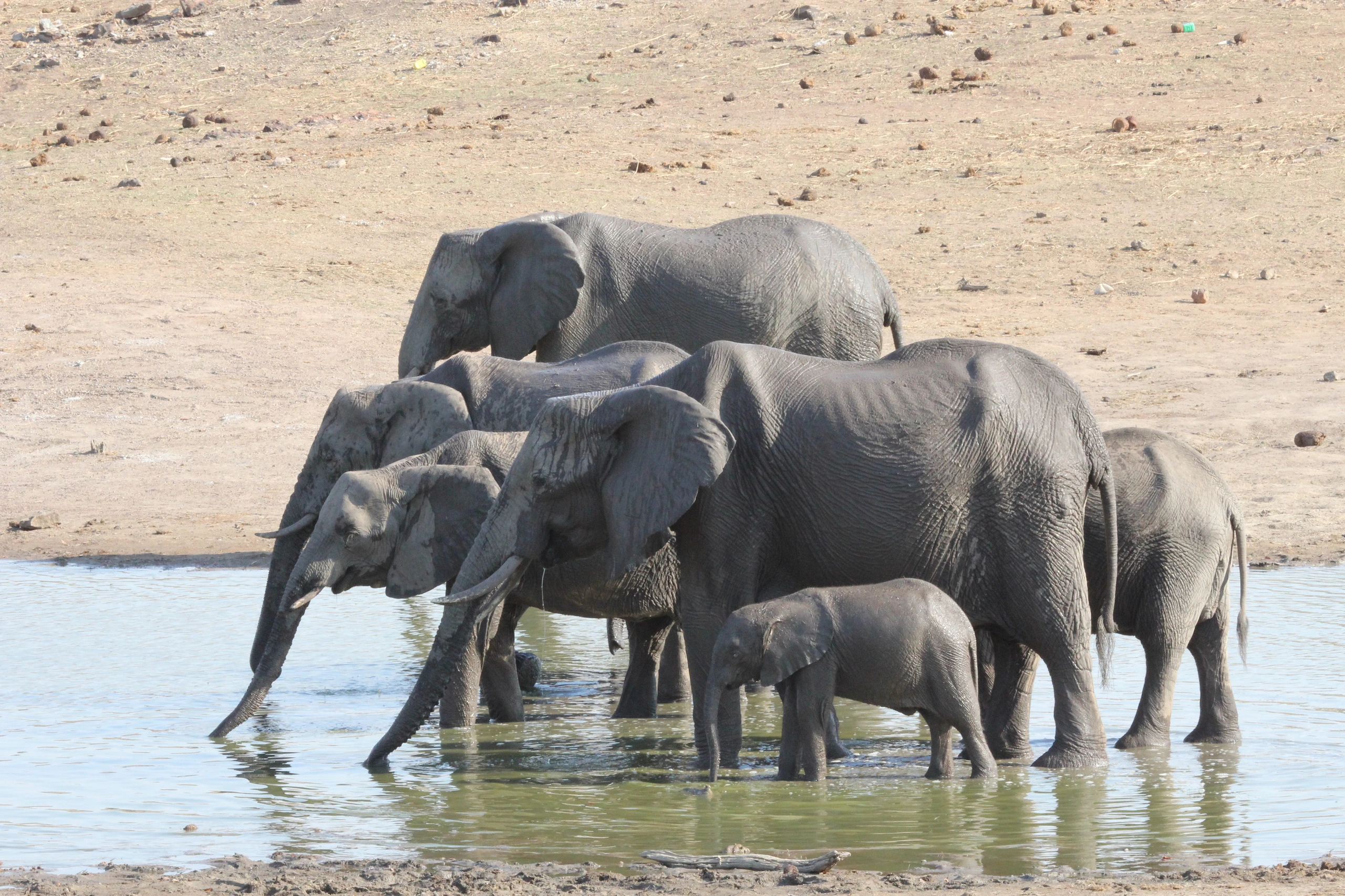 Elefanter i Hwange National Park, Zimbabwe